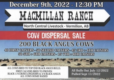 Bred Cow and Heifer Sale