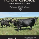Your Choice Black Angus Bull Sale