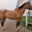 7 year old papered QH mare
