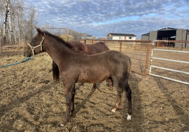 2022 cow bred colt