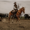 10 year old ranch horse/head horse