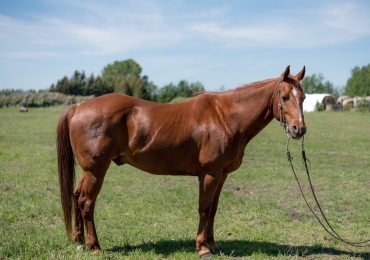 Youth/Adult finished  Ranch horse