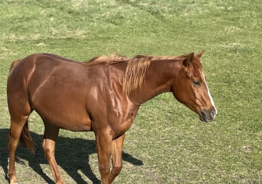 2year old filly