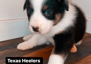 Texas Heelers