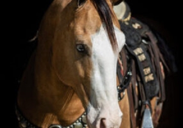 Bombproof Fancy broke Rope, ranch riding horse (Buckshot) Kids Safe