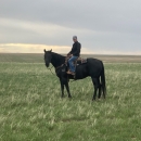 Registered AQHA Ranch Horse, 12 year old gelding.