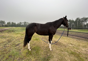 2020 APHA MARE