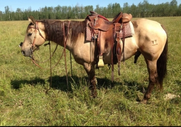 Ranch Horse Deluxe